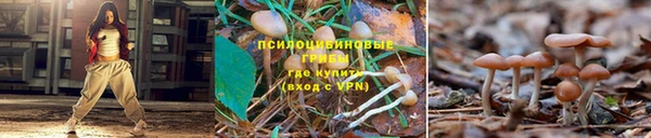 стафф Аркадак